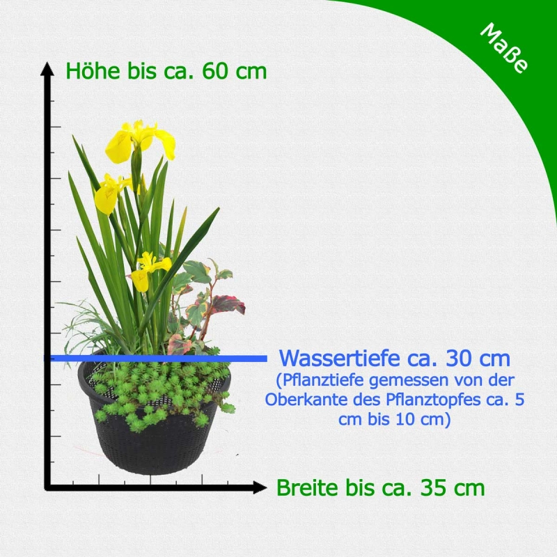 Miniteich Wasserpflanzen Komplett-Set